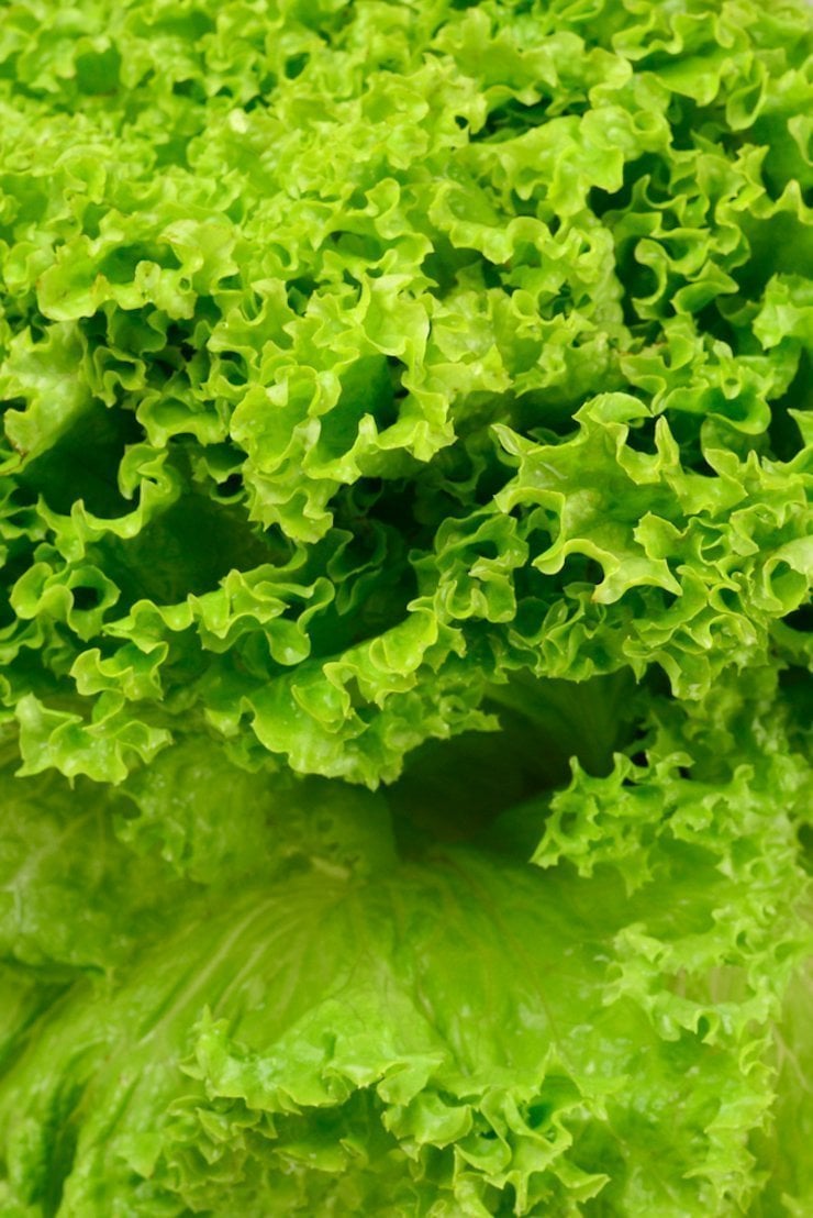 iceberg lettuce